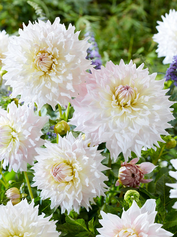 Acheter des tubercules de Dahlia Ka's Cloud pour le jardin d'été
