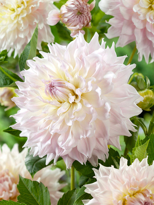 Tubercules de Dahlia Ka's Cloud, livraison au printemps pour une plantation printanière