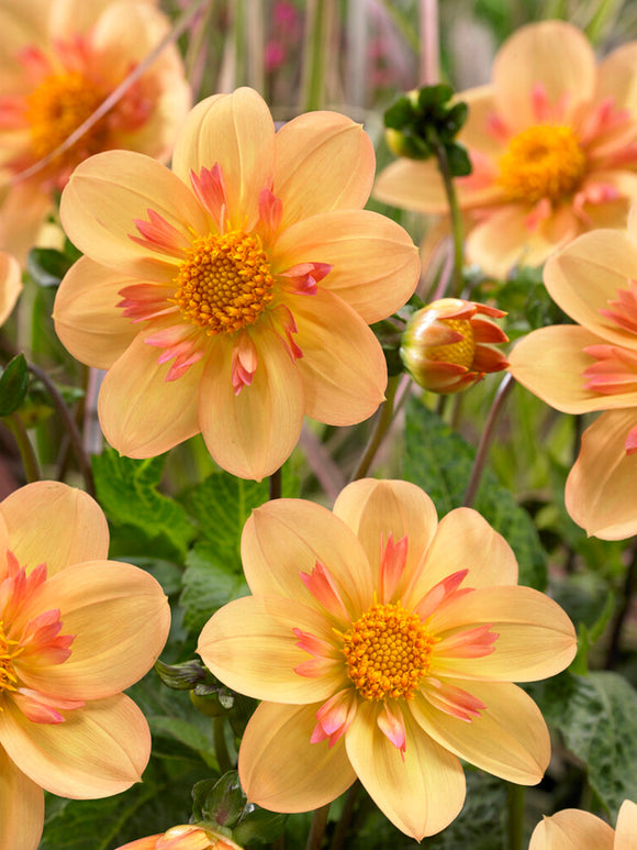 Dahlia Kelsey Annie Joy Tubercules