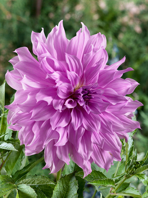 Achat Dahlia Lavender Ruffles