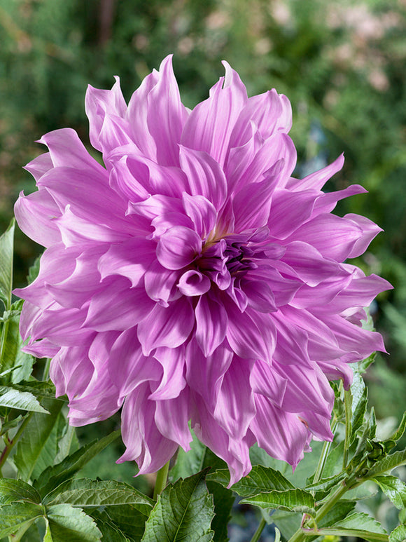 Achat Dahlia Lavender Ruffles