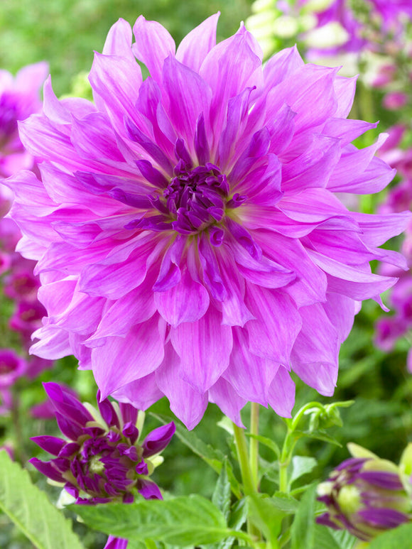 Dahlia Lavender Ruffles