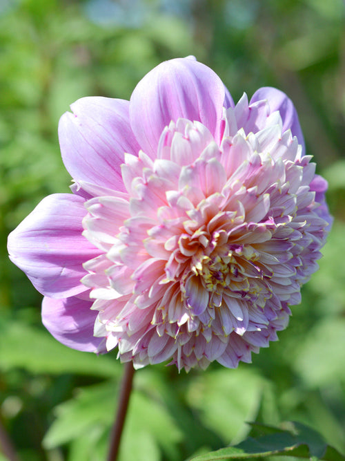 Achat bulbes Dahlias Life Style pour votre jardin