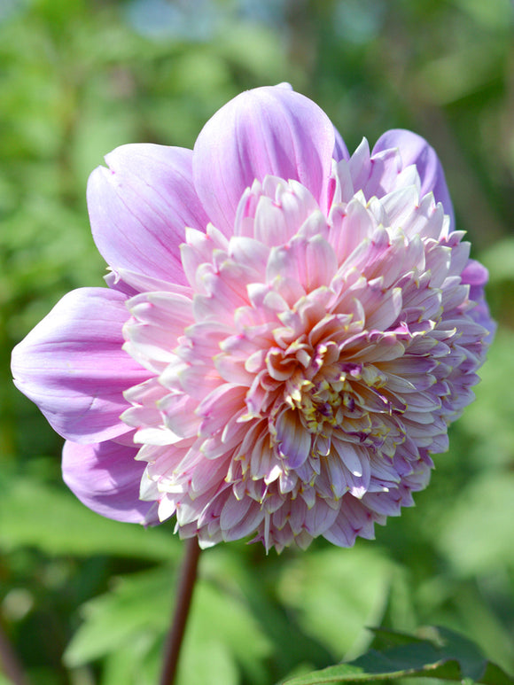 Achat bulbes Dahlias Life Style pour votre jardin