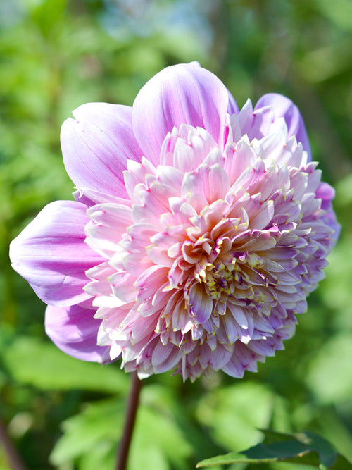 Acheter Dahlia Life Style