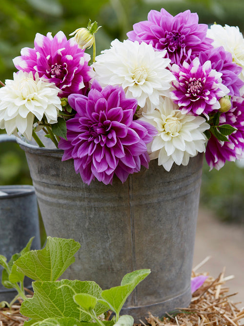 Dahlia Lilac Lace Collection