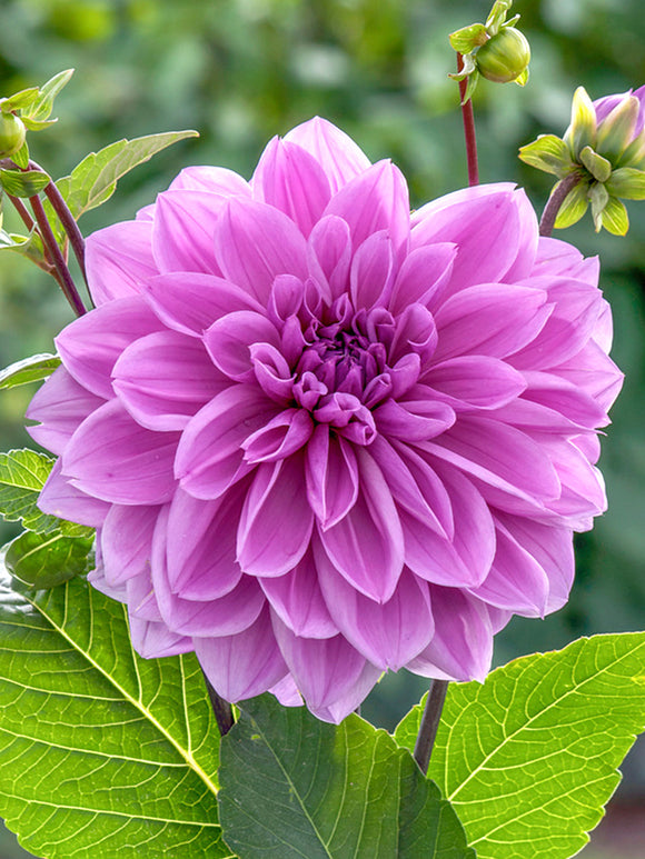 Dahlia Dinnerplate Lilac Time