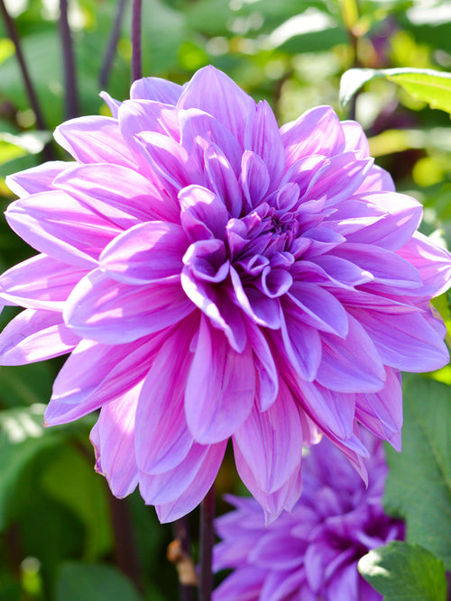 Achat bulbes dahlias Lilac Time pour votre jardin