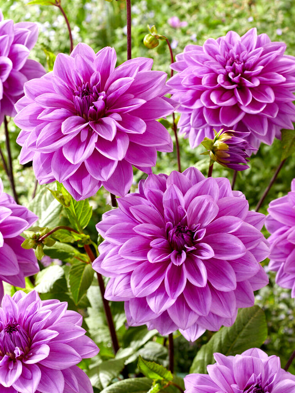Commandez vos Dahlia Lilac Time pour les recevoir au printemps !