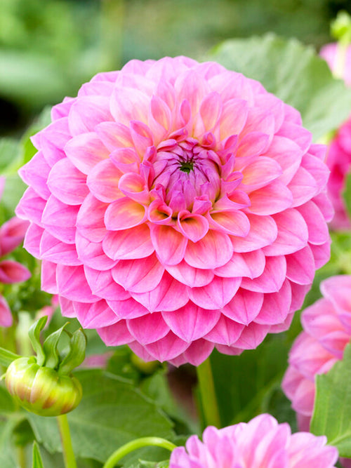Commandez vos Dahlia Linda's Baby pour les recevoir au printemps !
