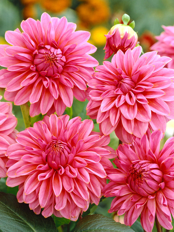Commandez vos Dahlia Lucky Number pour les recevoir au printemps !