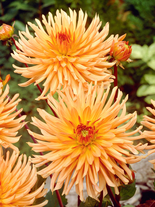 Acheter des tubercules de Dahlia Ludwig Helfert pour le jardin d'été