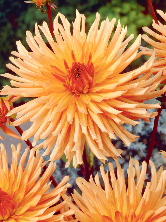 Tubercules de Dahlia Ludwig Helfert semi-cactus, livraison au printemps