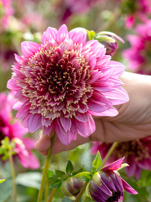Commandez vos Dahlia Mambo pour les recevoir au printemps !