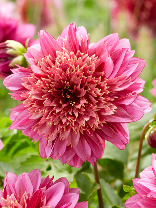 Achat bulbes dahlias Mambo