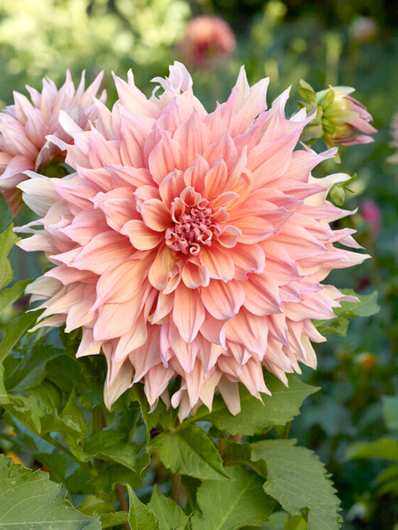 Dahlia Mango Madness Dinnerplate