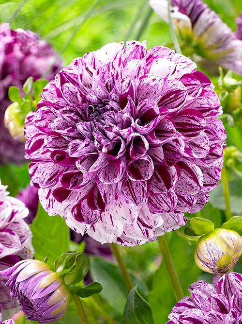 Fleur pompon de Dahlia ‘Marble Ball’ en gros plan