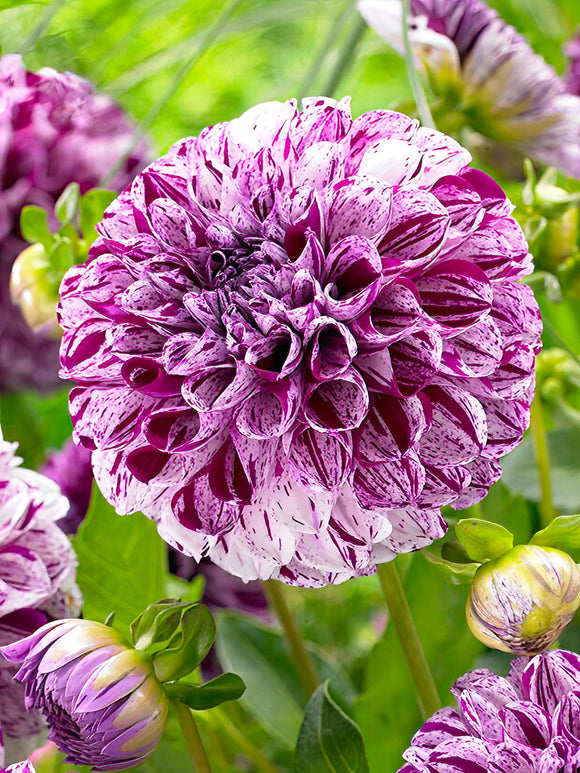 Fleur pompon de Dahlia ‘Marble Ball’ en gros plan