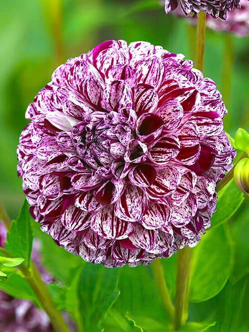 Dahlia ‘Marble Ball’ marbré rose et violet