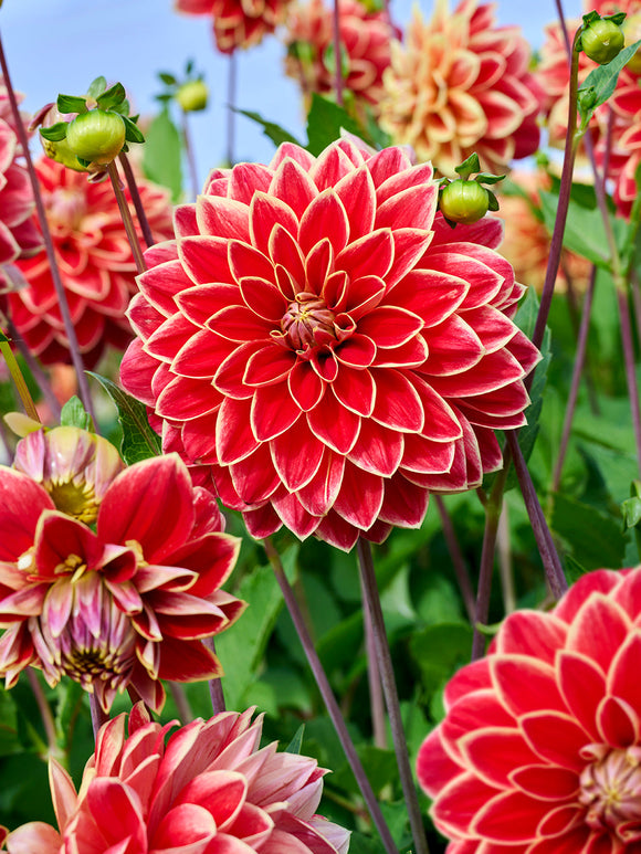 Acheter des tubercules de Dahlia Maxime pour le jardin d'été