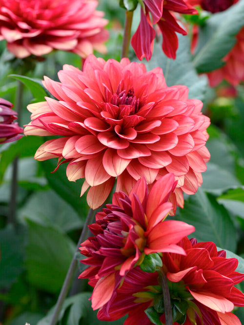 Acheter des tubercules de Dahlia Missis Miley pour le jardin d'été