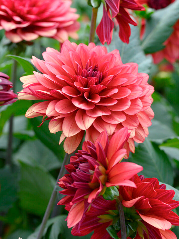 Acheter des tubercules de Dahlia Missis Miley pour le jardin d'été