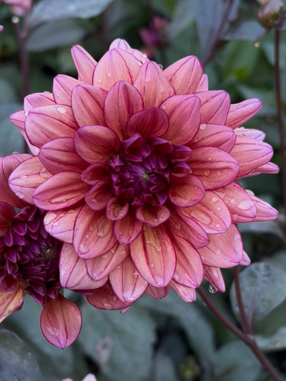 Planter des tubercules de Dahlia Molly Raven pour une floraison de l'été à l'automne