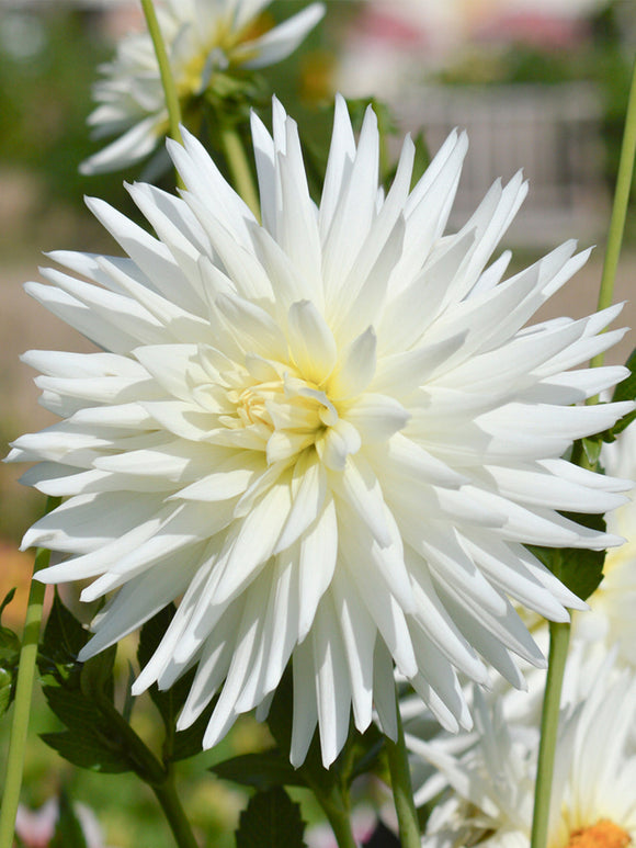 Commandez vos Dahlia My Love pour les recevoir au printemps !