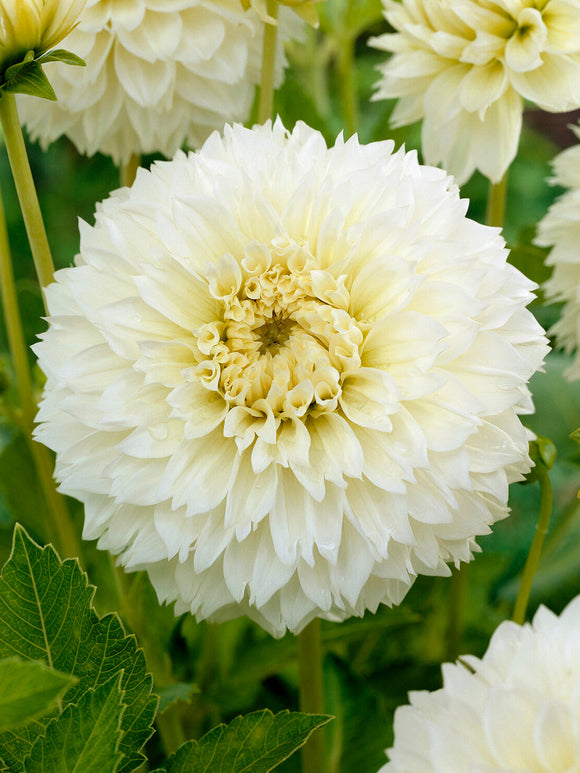 Tubercules de Dahlia Myama Fubuki aux fleurs blanches frangées