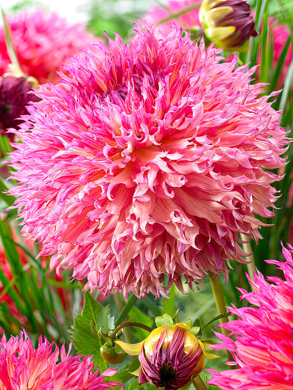 Dahlia cactus ‘Myrtle’s Folly’ en pleine floraison