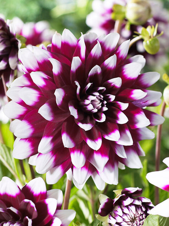 Commandez vos Dahlia Mystery Day pour les recevoir au printemps !