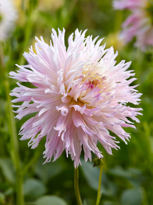 Tubercules de Dahlia Nadia Ruth fimbriata à fleurs géantes, livraison au printemps