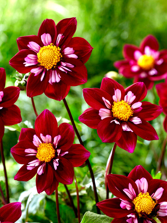 Commandez vos Dahlia Night Butterfly pour les recevoir au printemps !