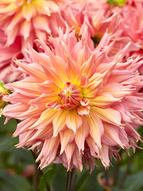 Commandez vos Dahlia Omega pour les recevoir au printemps !