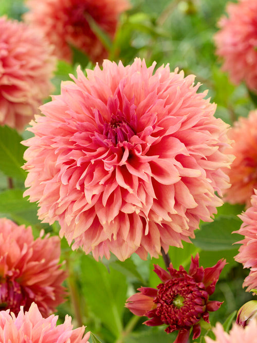 Tubercules de Dahlia Orange Fubuki, livraison au printemps pour une plantation printanière