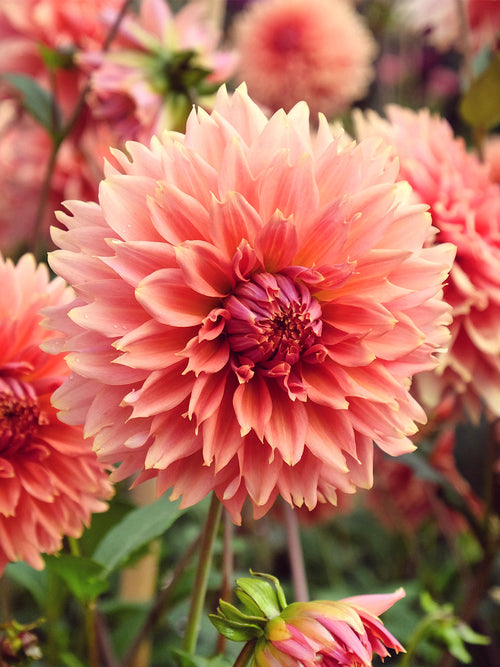 Tubercules de Dahlia Orange Fubuki fimbriata, livraison au printemps