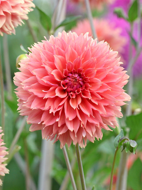 Acheter des tubercules de Dahlia Orange Fubuki pour le jardin d'été