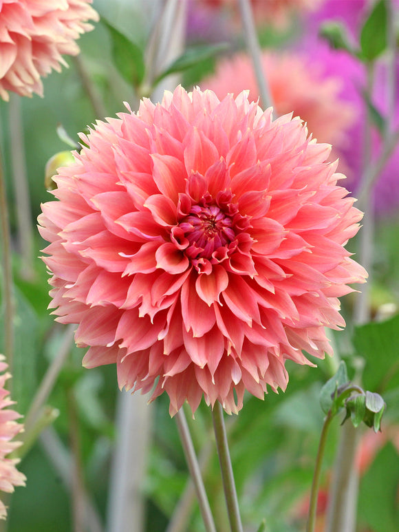 Acheter des tubercules de Dahlia Orange Fubuki pour le jardin d'été