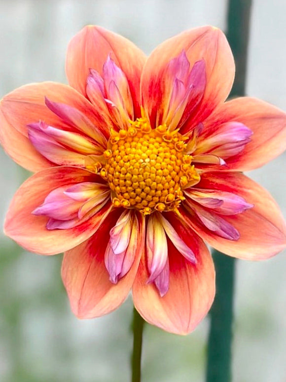 Acheter des tubercules de Dahlia Orange Hype pour le jardin d'été