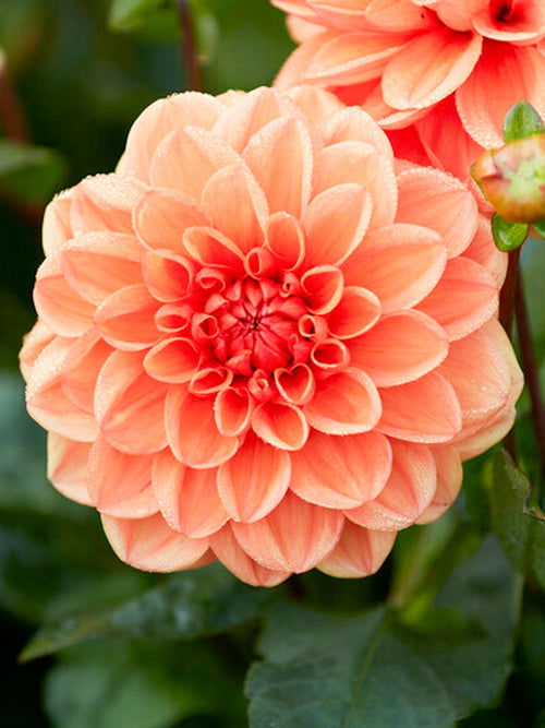 Dahlia Orange Nugget de Hollande