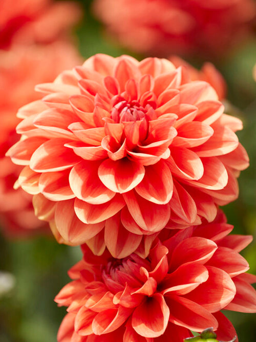 Commandez vos Dahlia Orange Nugget pour les recevoir au printemps !