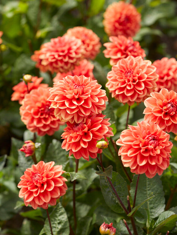 Dahlia Orange Nugget