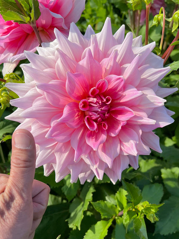 Acheter Dahlia Otto's Thrill
