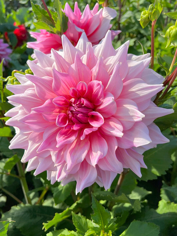 Commandez vos Dahlia Otto's Thrill pour les recevoir au printemps !