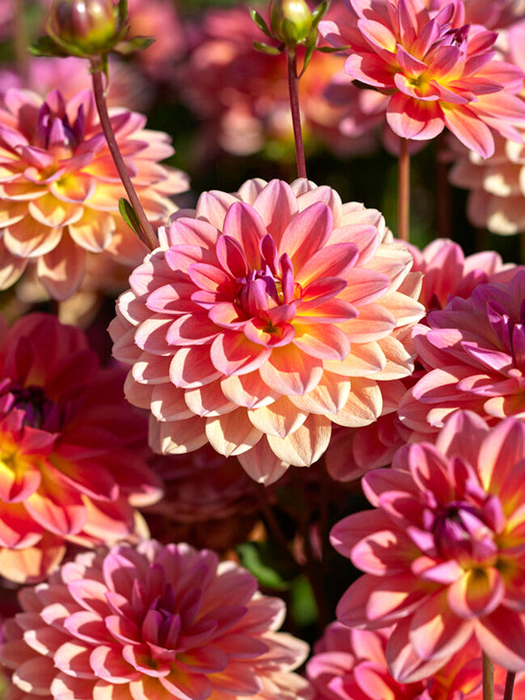 Commandez vos Dahlia Pacific View pour les recevoir au printemps !