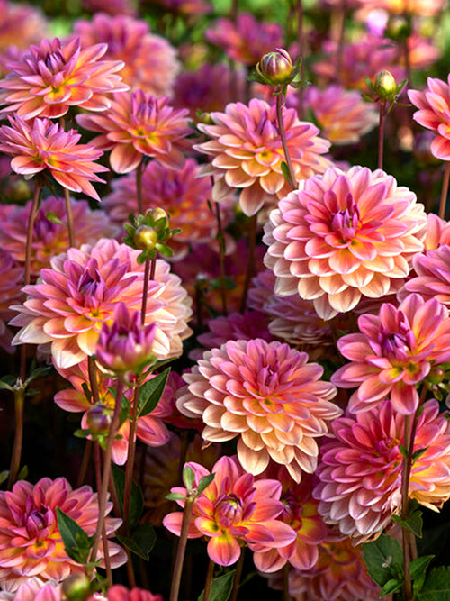 Achat bulbes dahlias Pacific View pour votre jardin