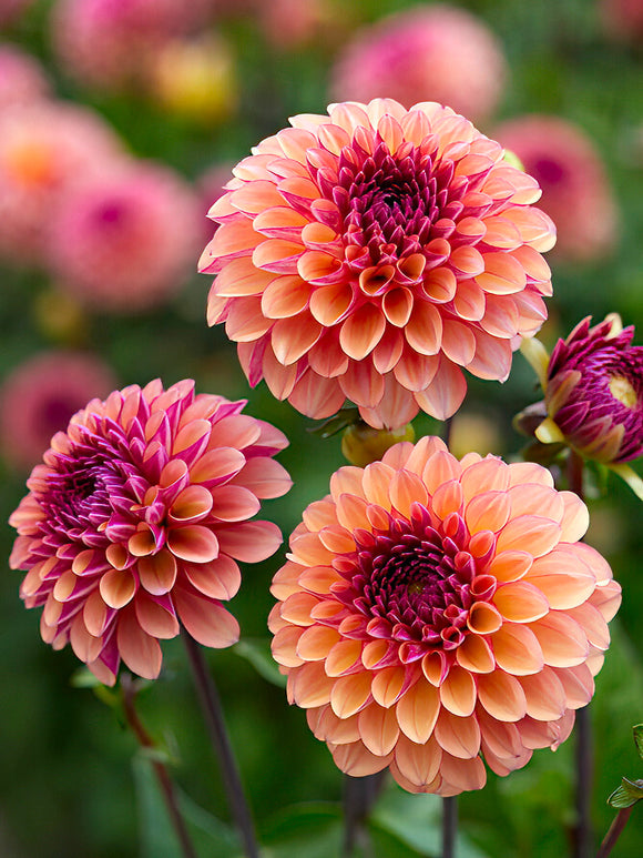 Dahlia ‘Palmares’ pêche et magenta