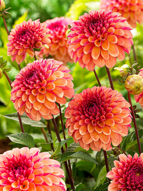 Massif de dahlias ‘Palmares’ bicolores