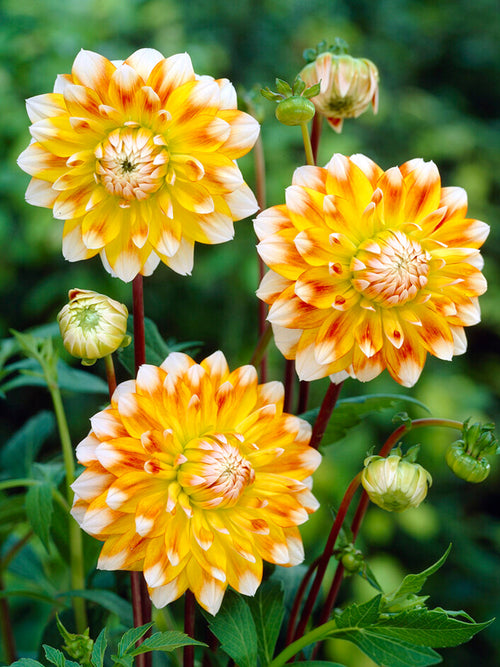 Commandez vos Dahlia Peaches and Cream pour les recevoir au printemps !