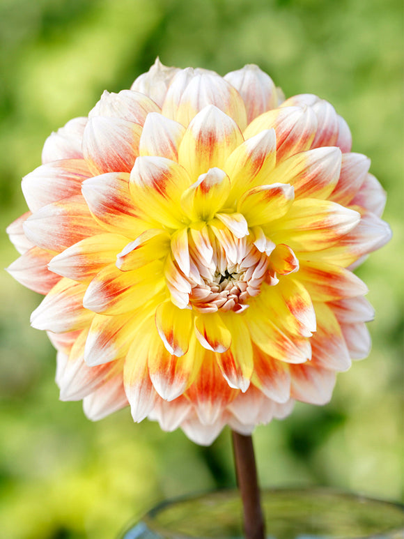 Acheter Dahlia Peaches and Cream